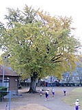 Img_4529