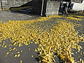 Img_4631