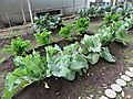 Img_5168_2